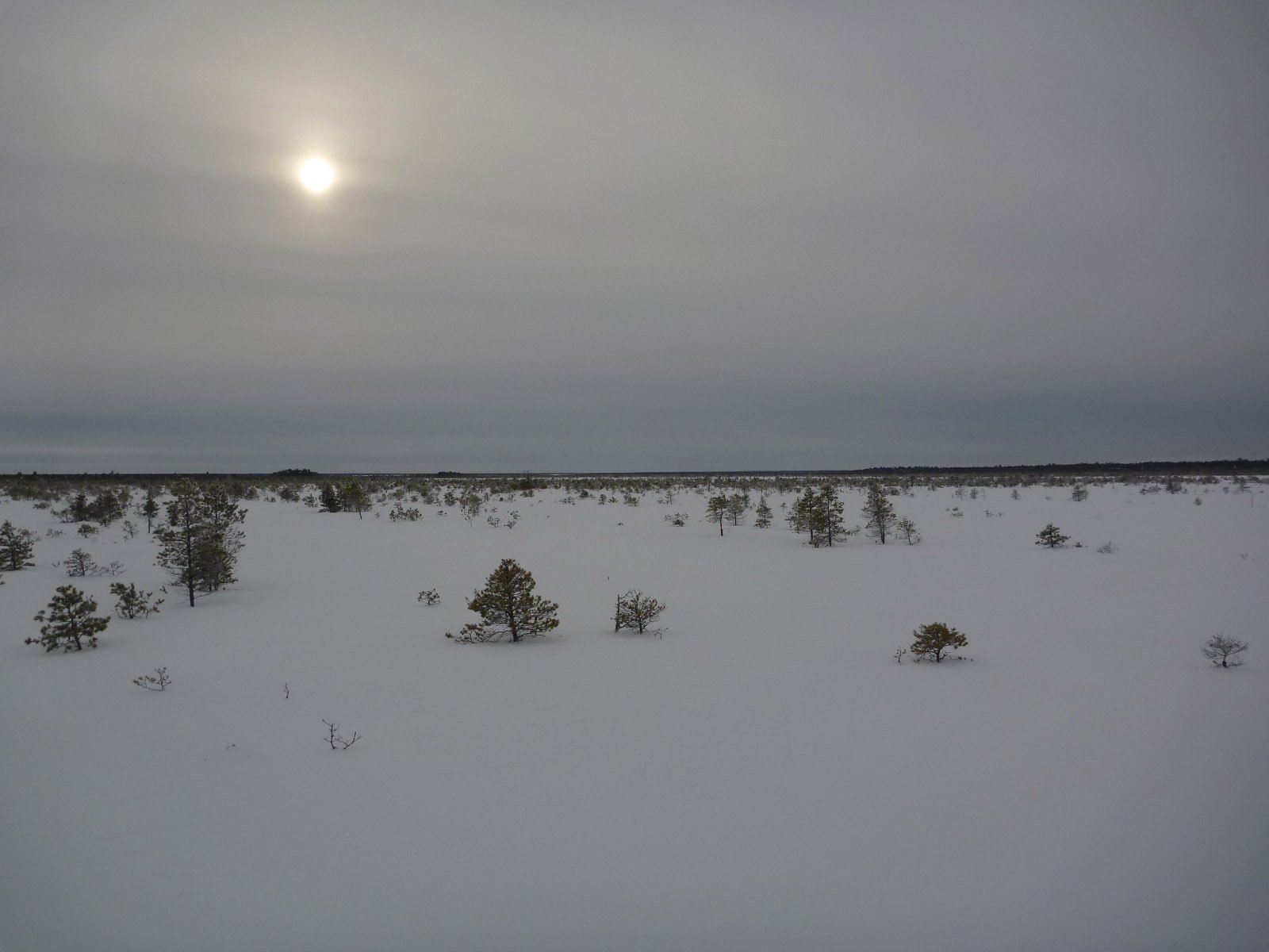 Охота на глухаря в Сибири зимой